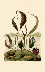 Oarweed, 1833-39 tekijältä French School